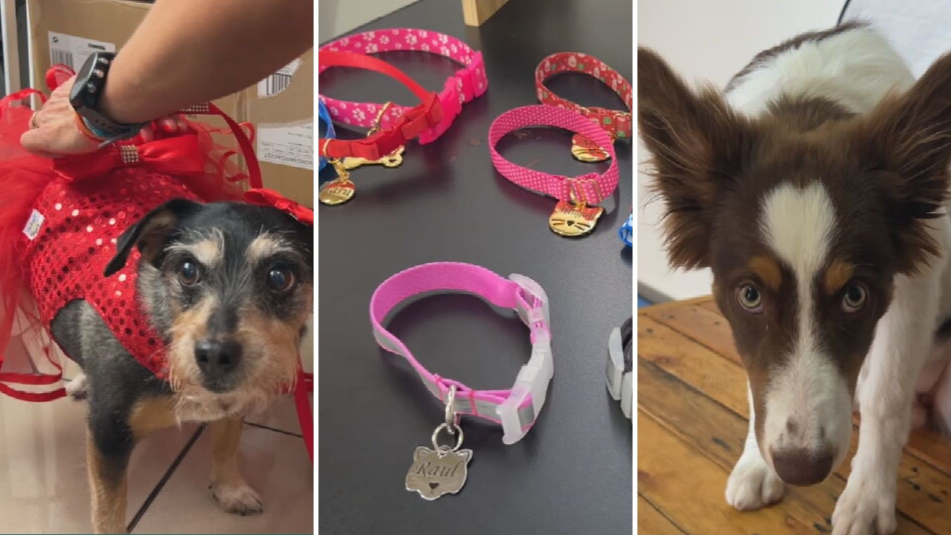 Personalização de itens para pets impulsiona negócios e vira tendência no mercado