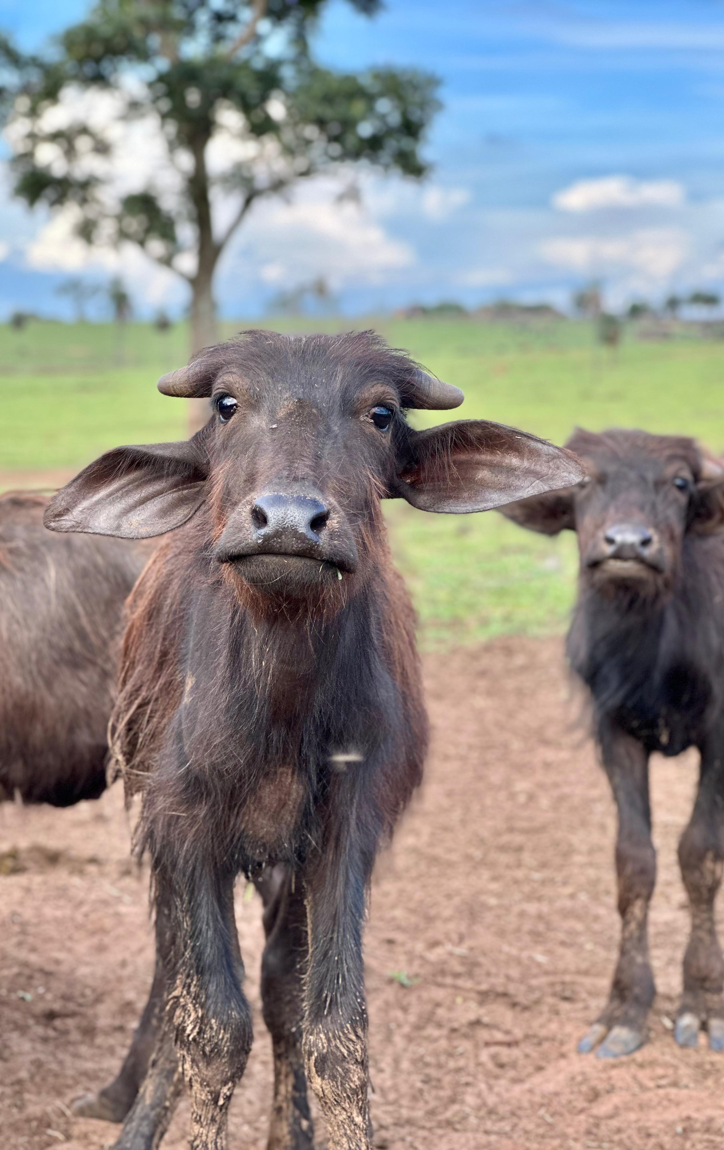 Riacho, poças naturais e clima adequado: a nova vida das búfalas resgatadas após maus-tratos em SP