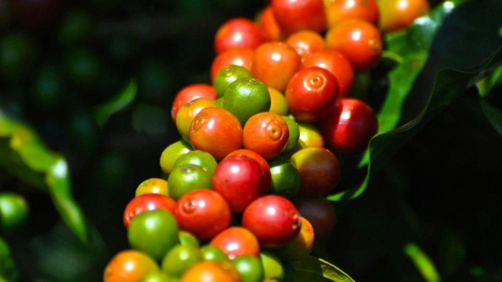 Cuidados na colheita e secagem evitam perdas na qualidade do café