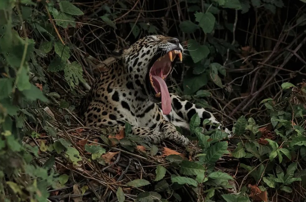 Onça-pintada no Pantanal de MT — Foto: Erisvaldo Almeida