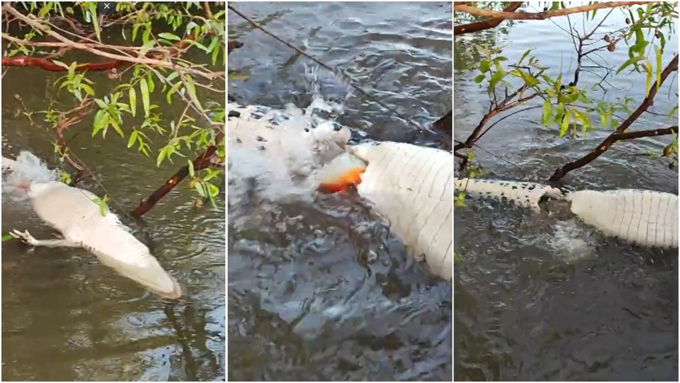 Grupo de pescadores flagra jacaré sendo devorado por piranhas no Rio Javaés, no Tocantins — Foto: Kadson Luz/Divulgação