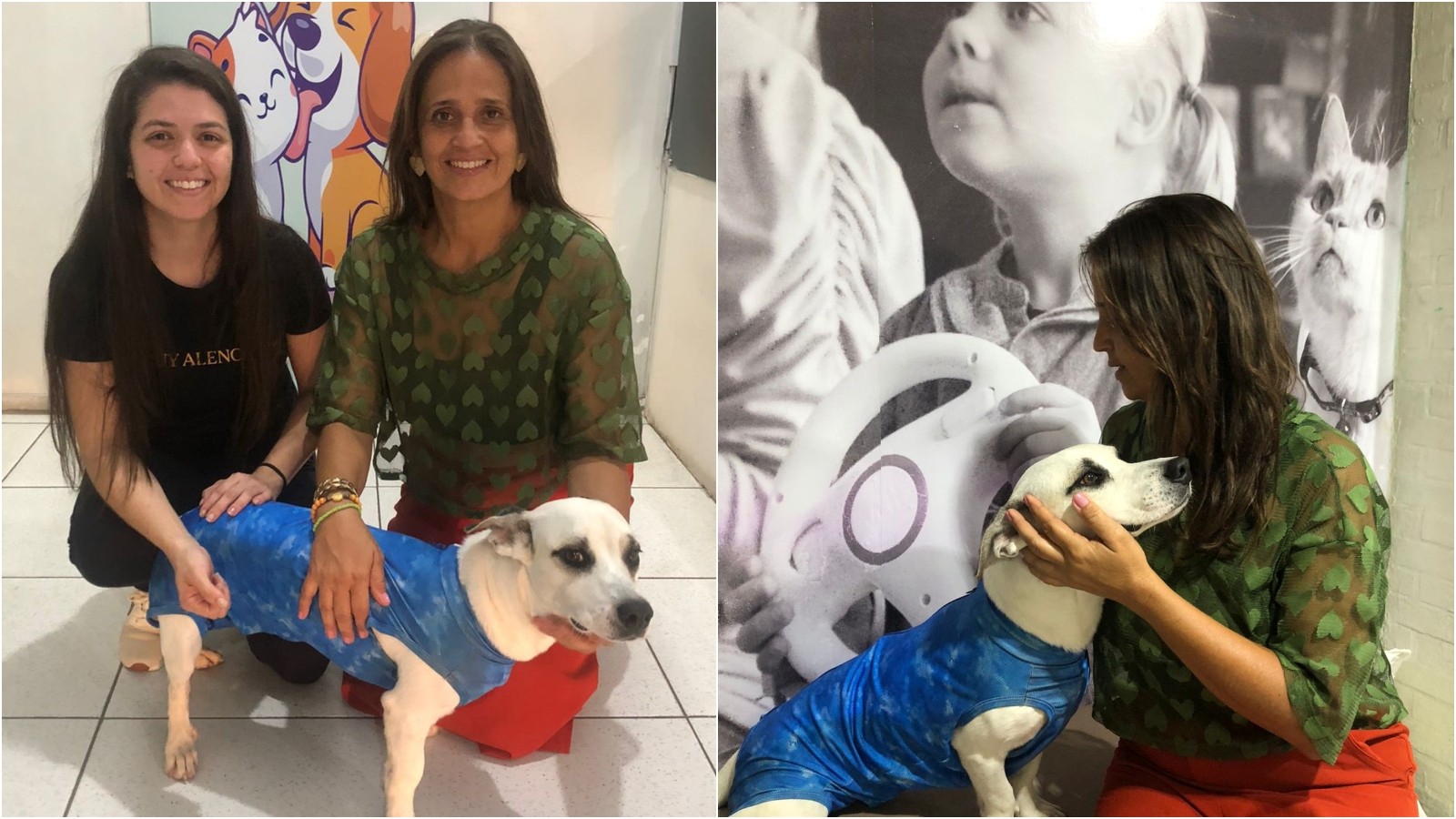 Cão que foi arrastado por correnteza durante forte chuva é adotado e tem nova tutora