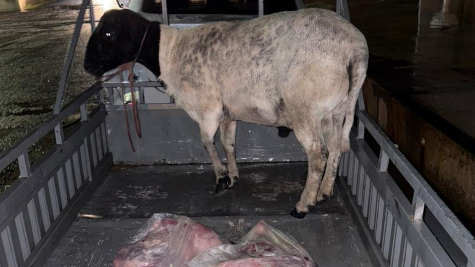 Advogado é preso suspeito de roubar moto e ovelhas no Sudeste do Piauí; agricultor foi rendido