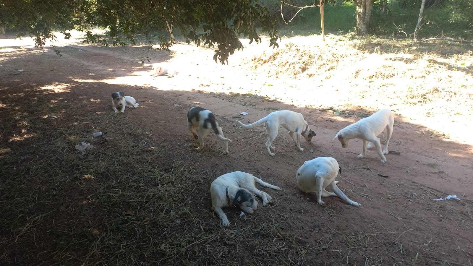 Cães são resgatados de chácara em ambiente impróprio, com lixo e fezes, em Avaré