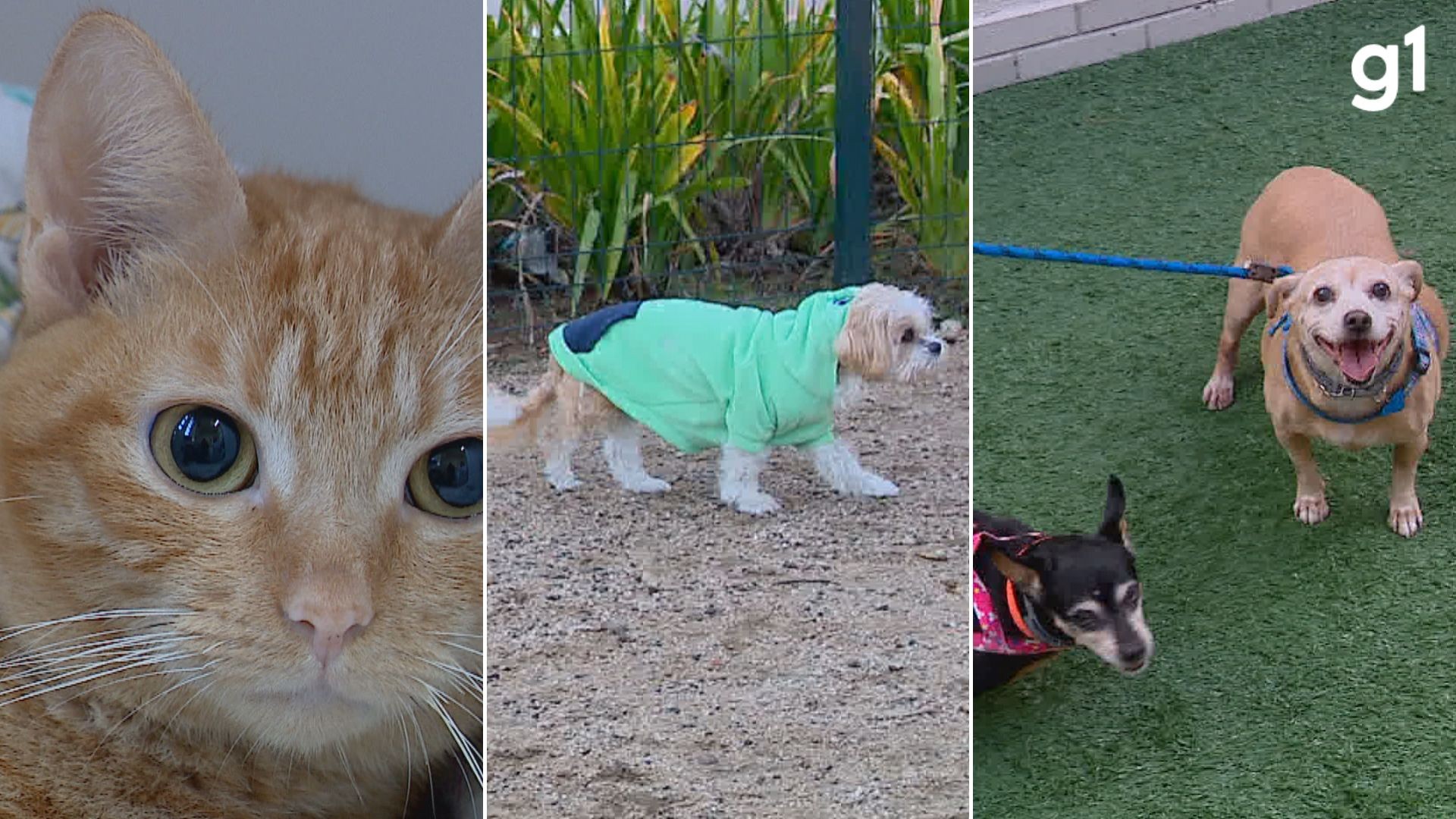 Pets têm mais 'facilidade de adquirir doenças no frio': veterinária dá dicas de cuidados com os animais no inverno