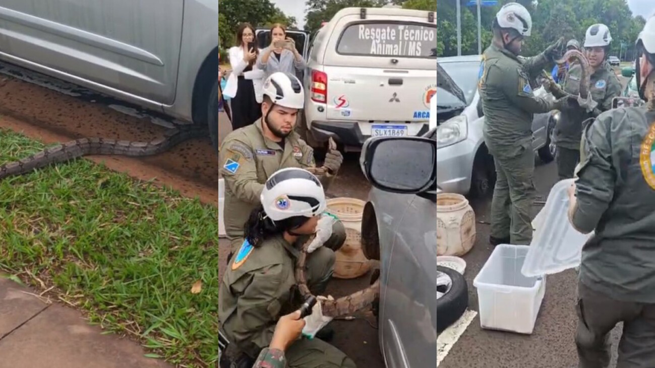 'Perdi o almoço': durante o intervalo, servidora dá de cara com jiboia presa no amortecedor do carro; veja vídeo