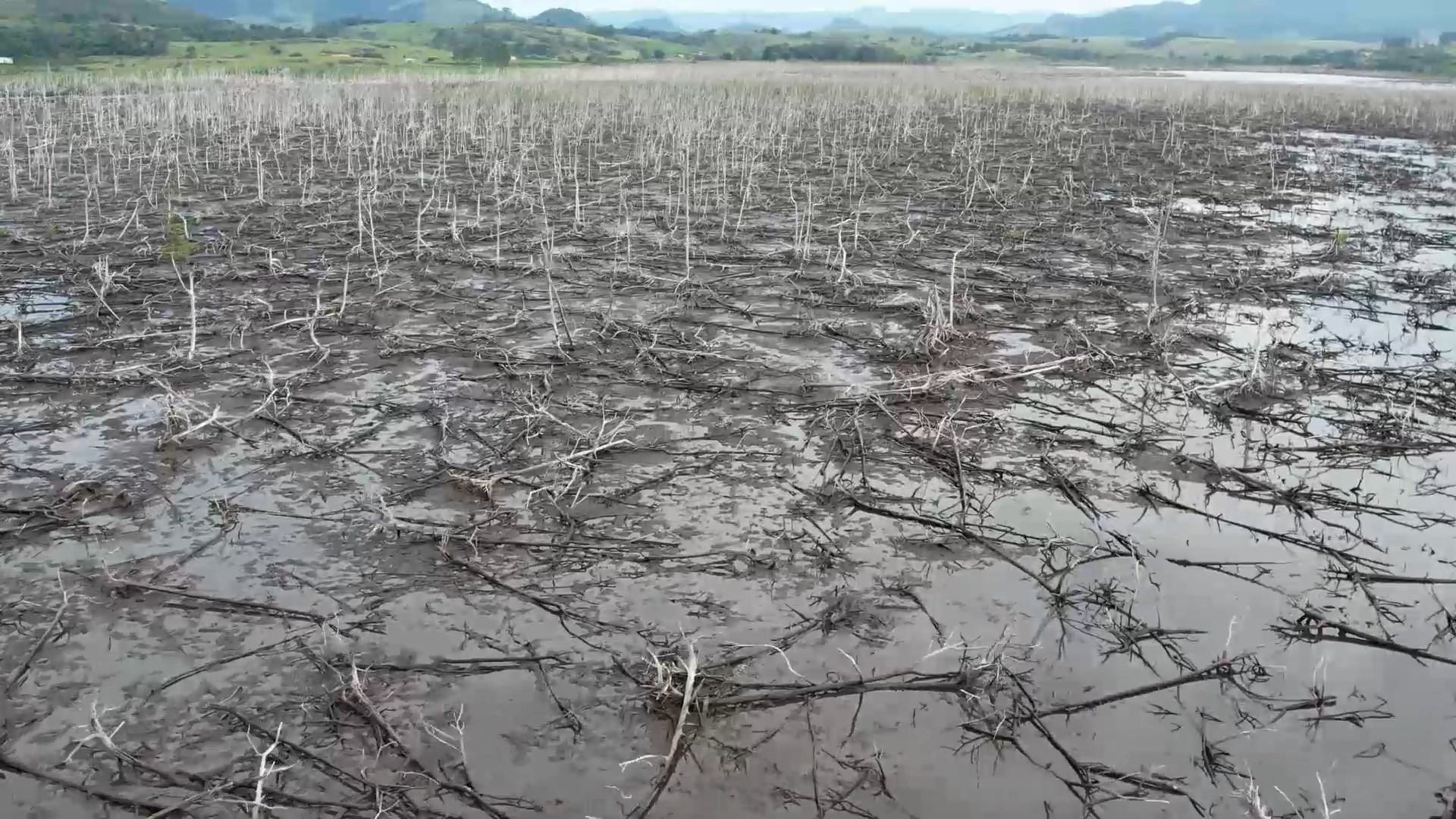 Mangue morto: projeto científico da Ufes quer reflorestar área degradada por mudança climática e criar protocolo de recuperação