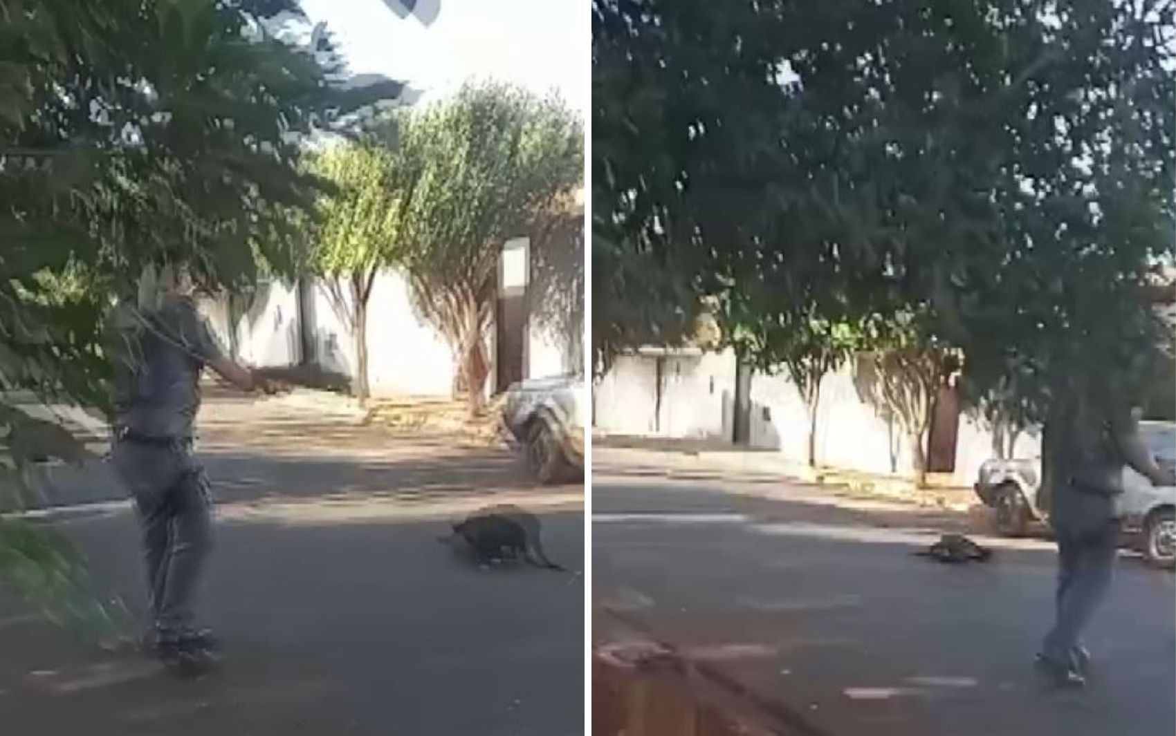 Imagens fortes: policial militar mata cachorro a tiros em Guará, SP
