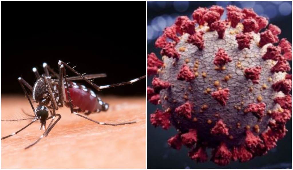 Estado de SP registra 154 mortes por dengue e mais de 357 mil casos da doença em 2024