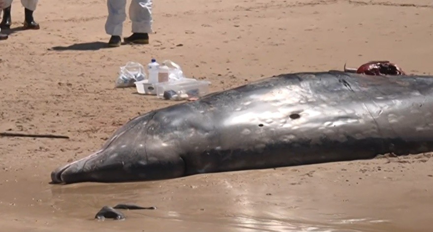 Baleia-bicuda morre após encalhar em praia do Conde, no Litoral Sul da Paraíba