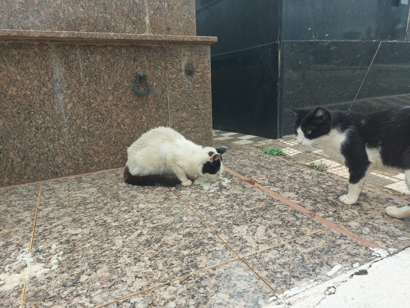 Justiça manda Prefeitura de Piracicaba fornecer 30 kg de ração para gatos do Cemitério da Saudade por dia