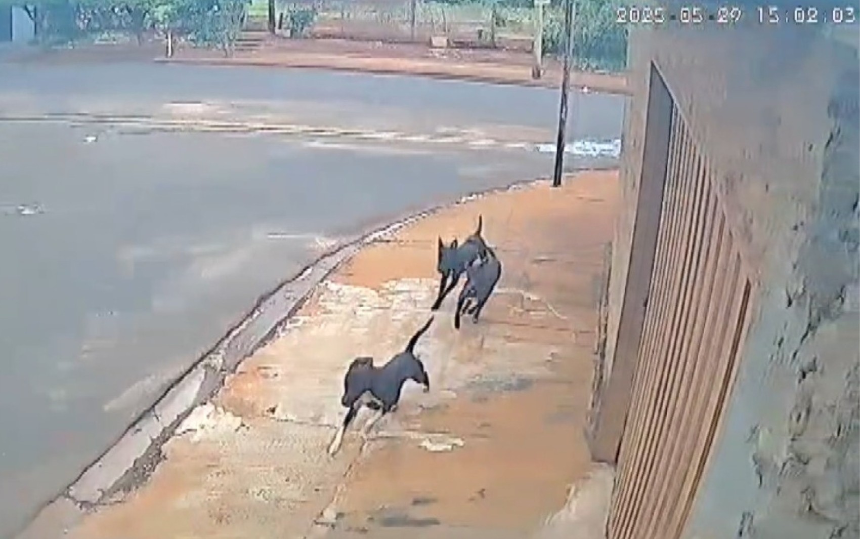 Ciclista é atacado e derrubado por pitbulls em Guaíra, SP; VÍDEO