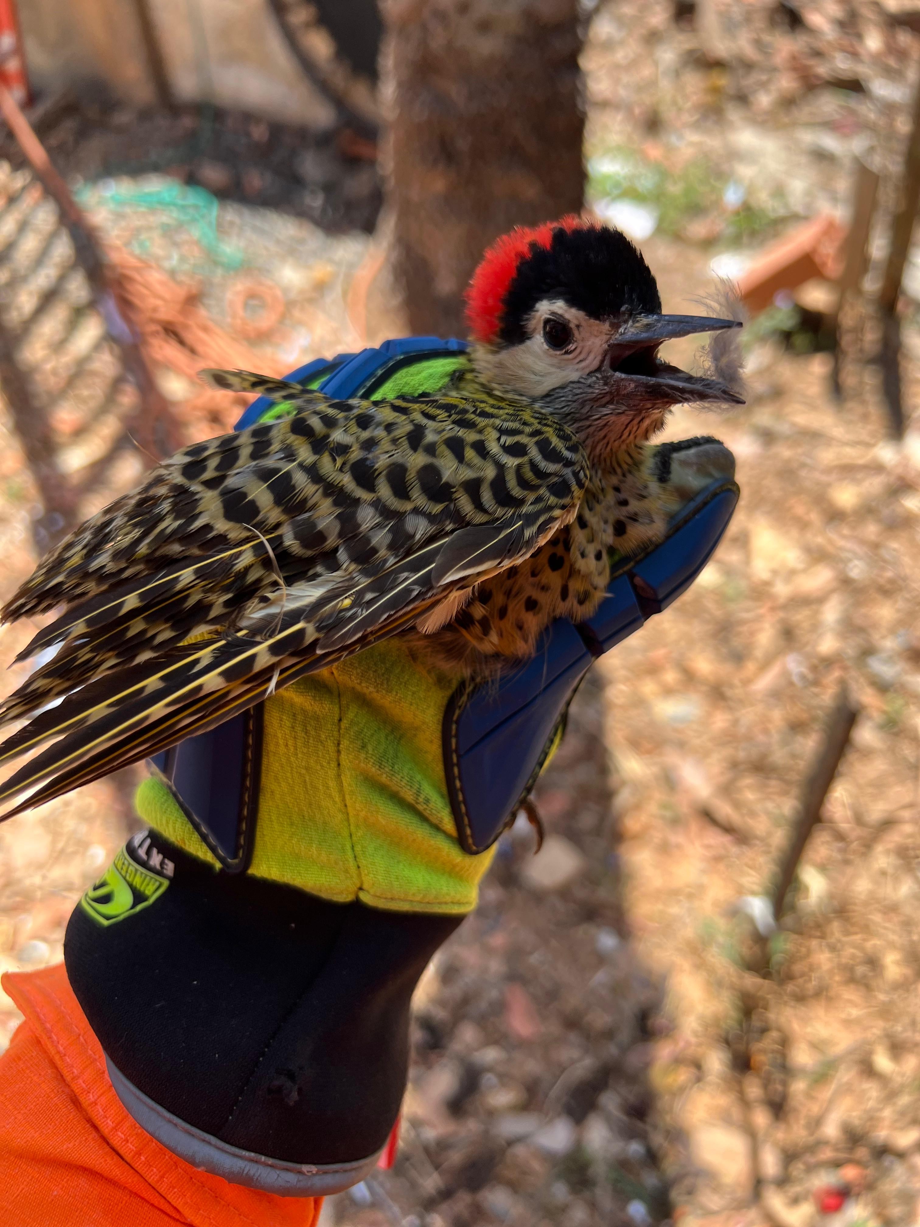 Preso em coqueiro por linha de cerol, pica-pau é resgatado pelos bombeiros 