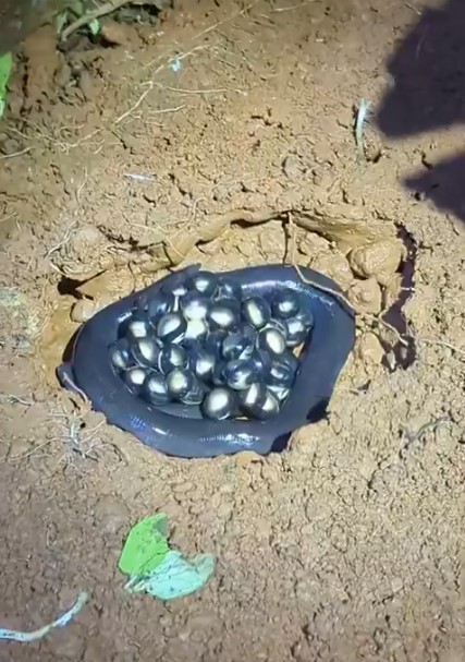 Vídeo raro mostra cecília protegendo ninho de ovos transparentes