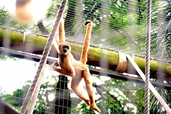 Zoo de BH e outras instituições de conservação ambiental oferecem curso  virtual