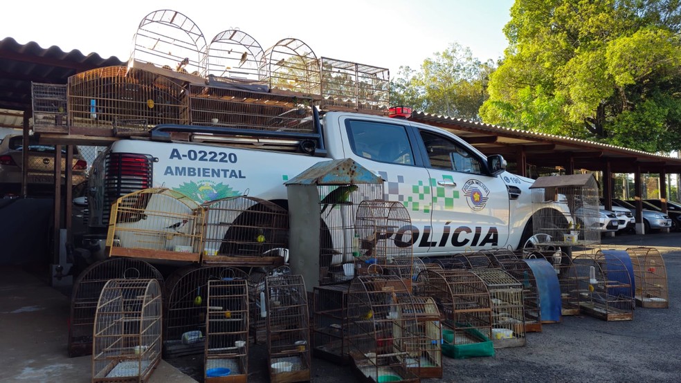1 de 1
Pol&iacute;cia apreende 40 aves silvestres mantidas ilegalmente em cativeiro em Agudos &mdash; Foto: Pol&iacute;cia MIlitar Ambiental/Divulga&ccedil;&atilde;o