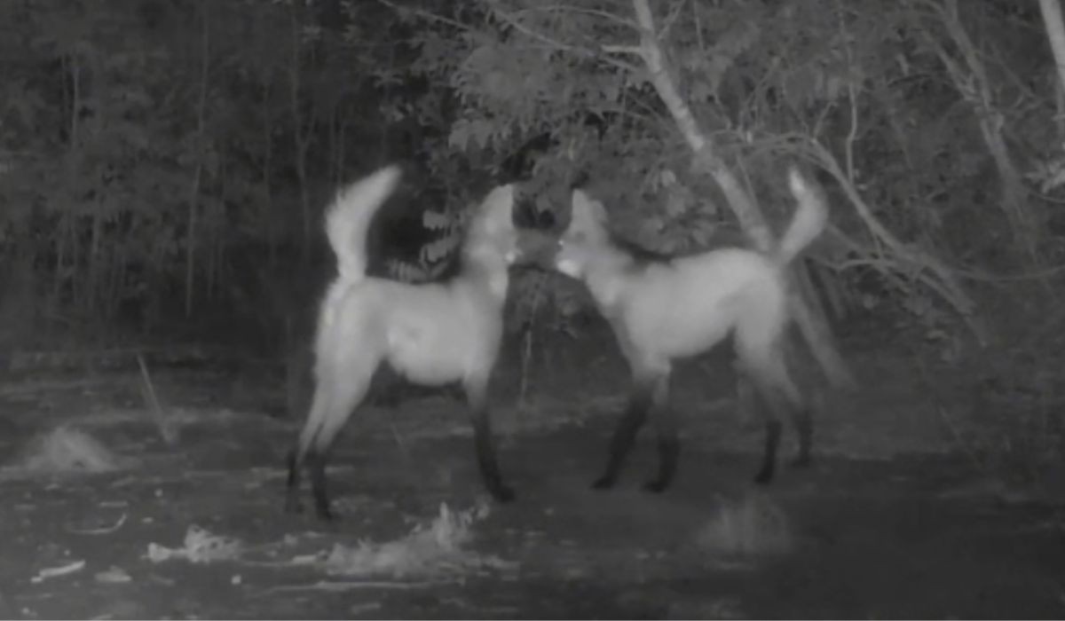 Flagrante raro: Câmeras filmam acasalamento de lobos-guará em reserva ecológica