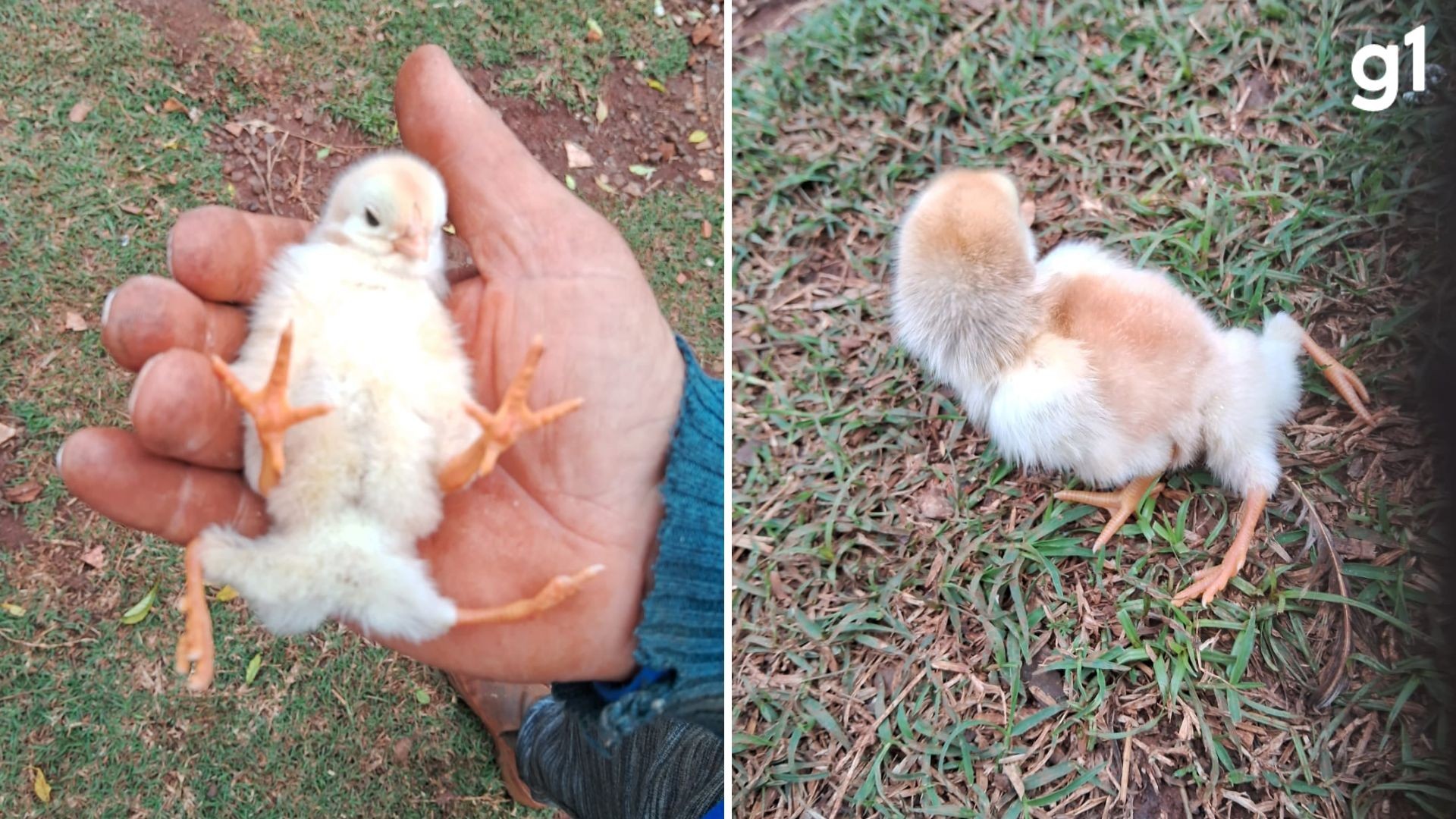 Pintinho nasce com quatro patas e surpreende produtor rural