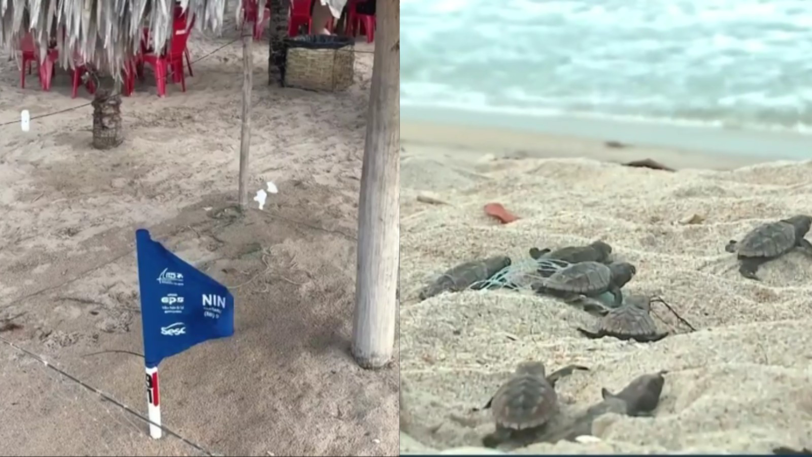 Mais de 100 ninhos de tartarugas marinhas são monitorados em praias no PI por movimentação no Carnaval