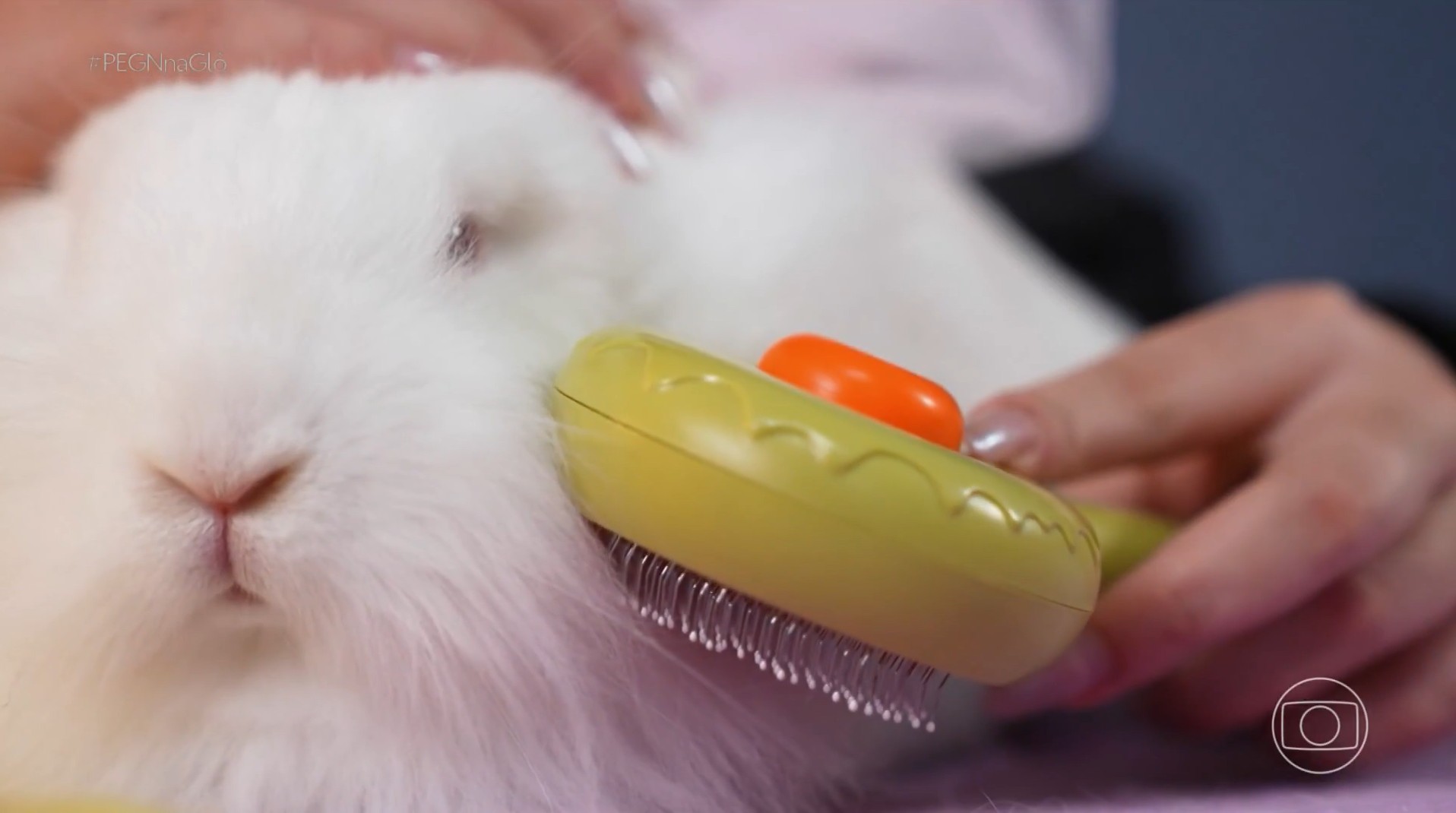 Loja, hotel e serviços estéticos para coelhos: empreendedora transforma paixão pelos animais em negócio de sucesso
