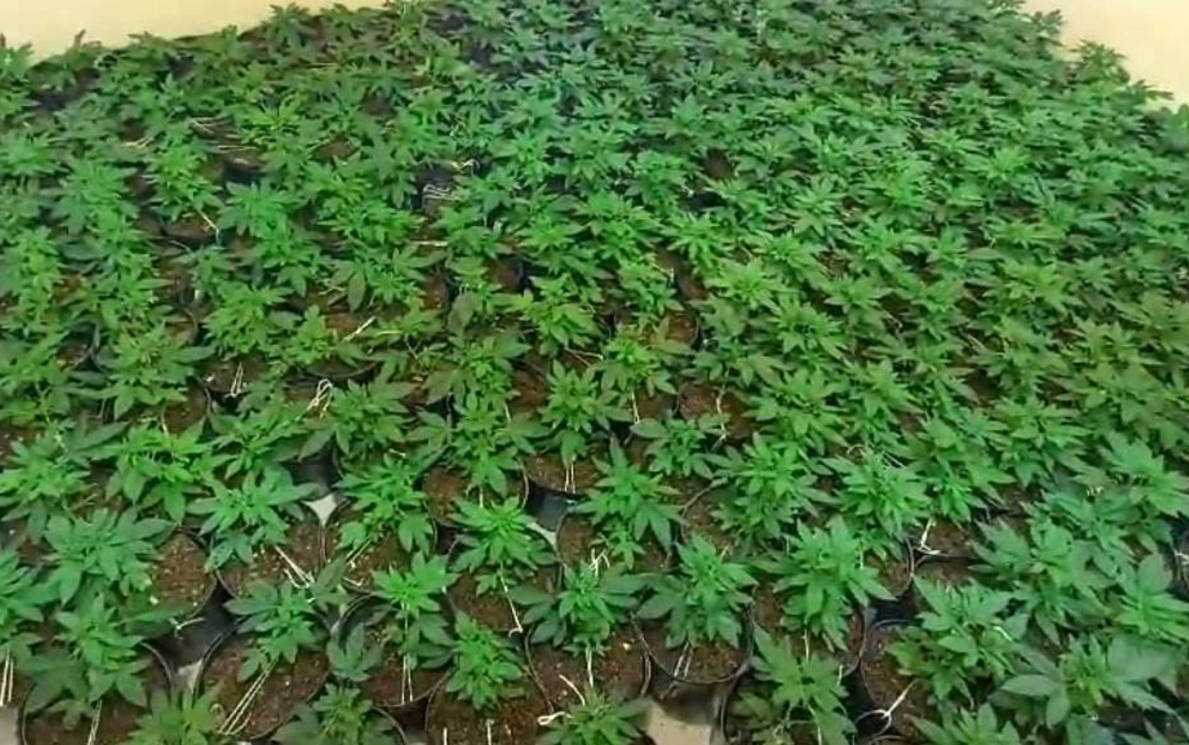 Polícia Civil conclui inquérito e prende três suspeitos por cultivo de maconha artesanal em Lavras, MG
