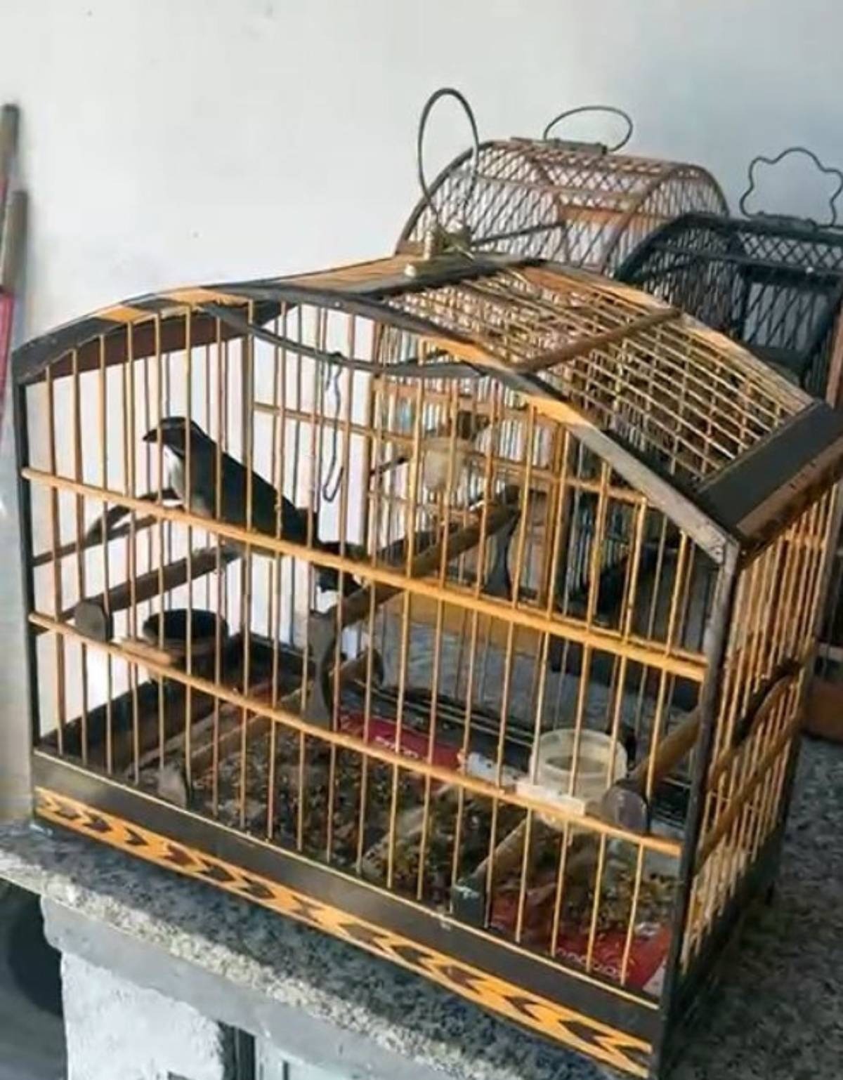 Cerca de 18 pássaros silvestres são apreendidos em Volta Redonda