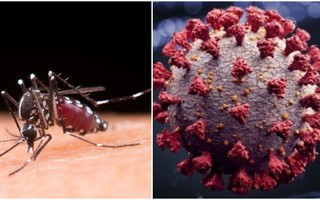 Dengue ou Covid? Veja diferenças e semelhanças entre as doenças para saber identificar os sintomas