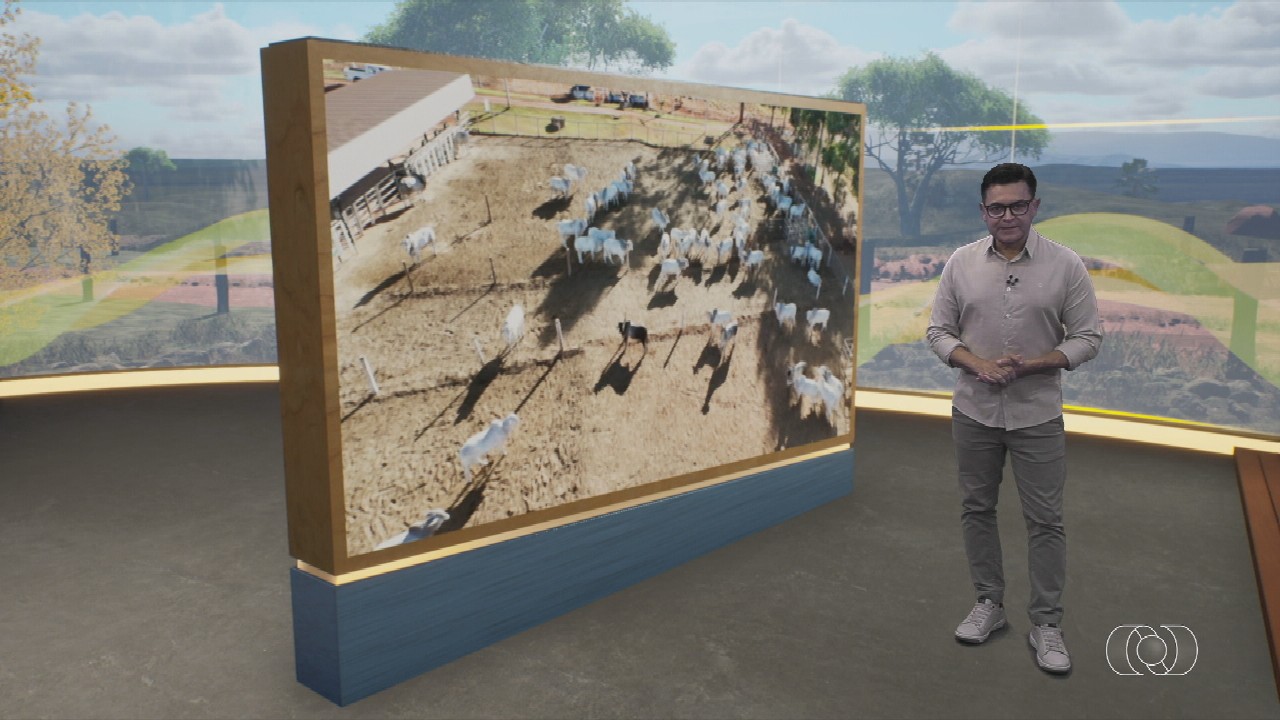 VÍDEOS: Jornal do Campo de domingo, 3 de novembro de 2024