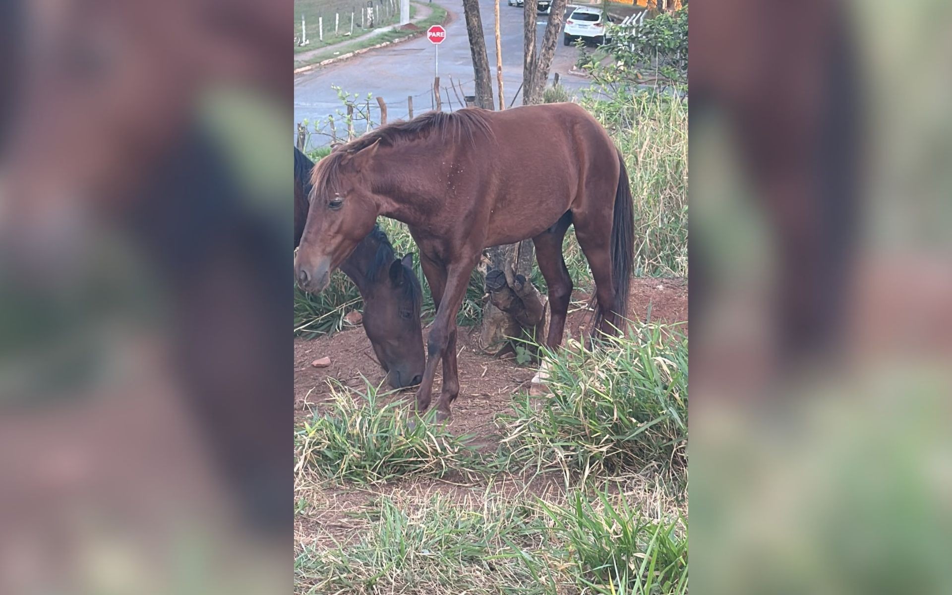 Polícia investiga suspeita de castração de cavalo sem anestesia em ambiente de risco