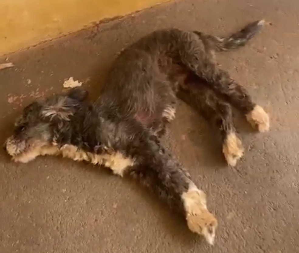 Cães vítimas de maus-tratos foram resgatados em Presidente Epitácio (SP) — Foto: Polícia Militar Ambiental