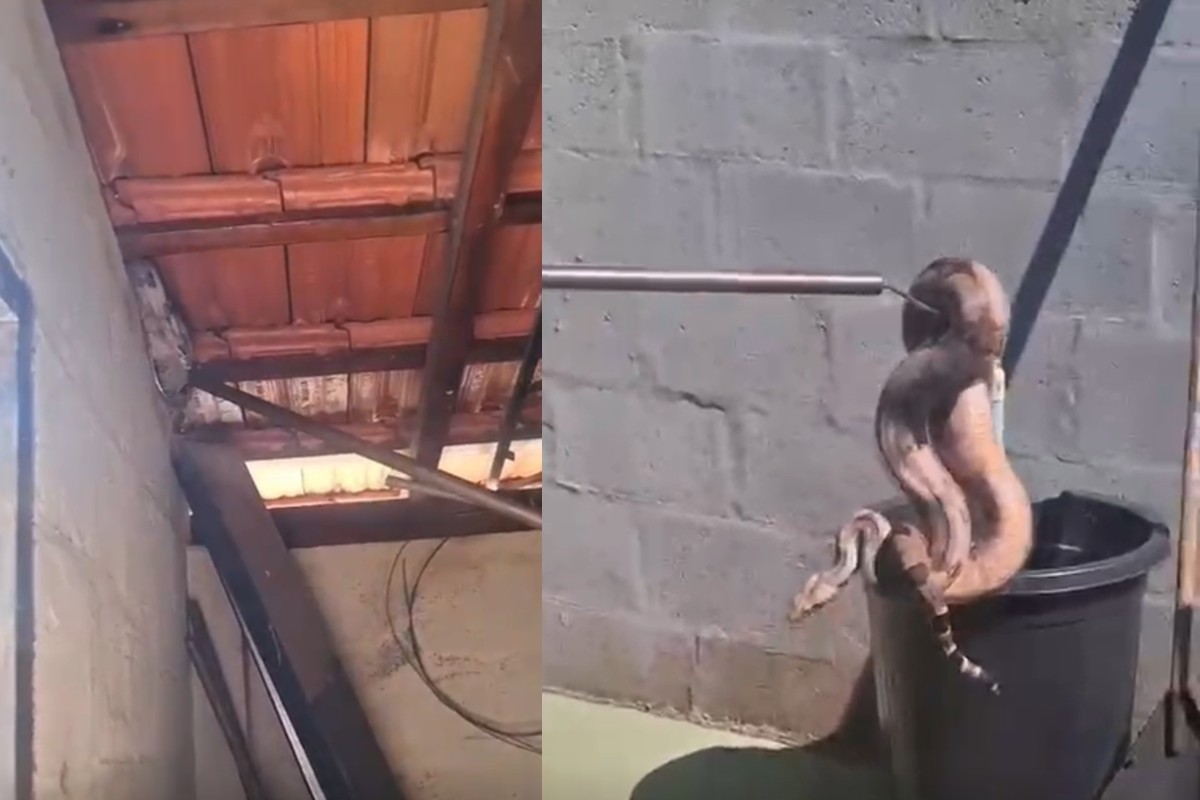 Jiboia é capturada em telhado de residência em Campo Grande