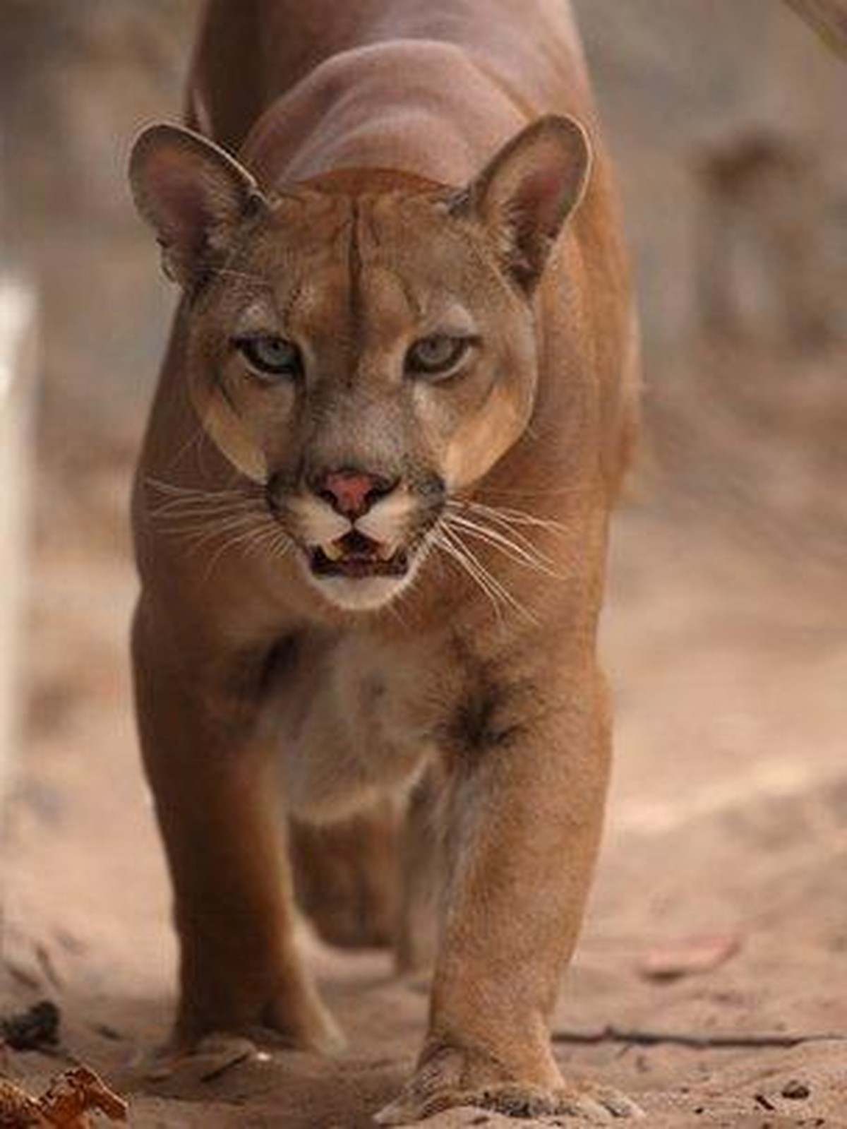 Puma - suçuarana ou onça-parda - ecologia, características, fotos