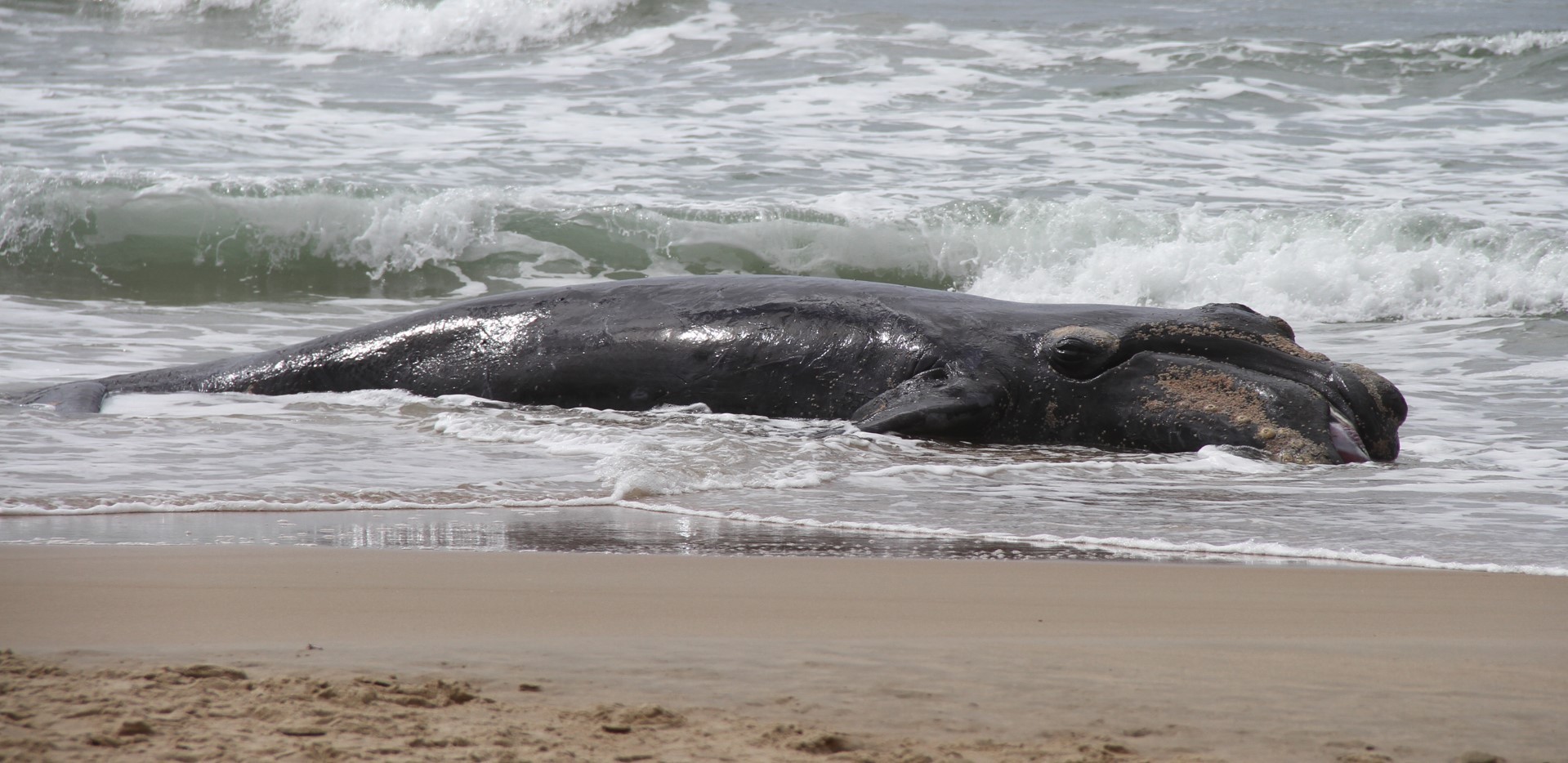 Filhote de 5 metros de baleia-franca é encontrado morto em praia pacata querida por surfistas em SC