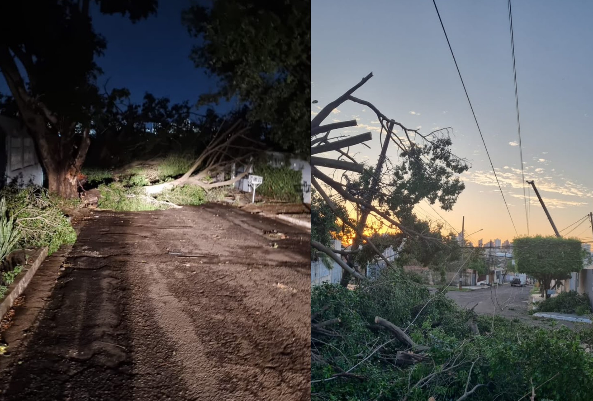 A cidade entre as mais arborizadas do país que sofre com quedas de árvores a cada temporal