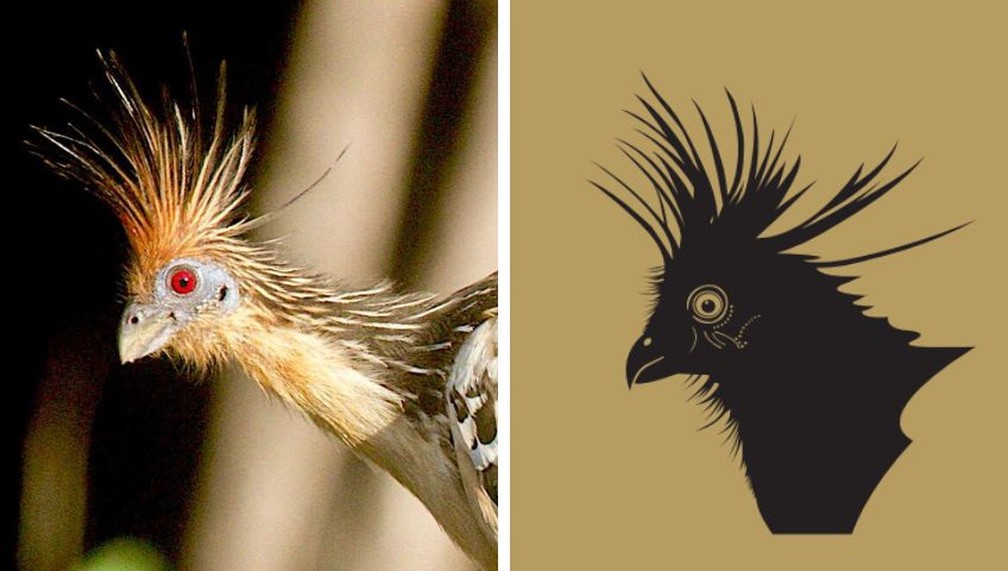 Cigana, pássaro também conhecido como cantingueira, e sua iconografia — Foto: Renato Torres Pinheiro e Sebrae Tocantins