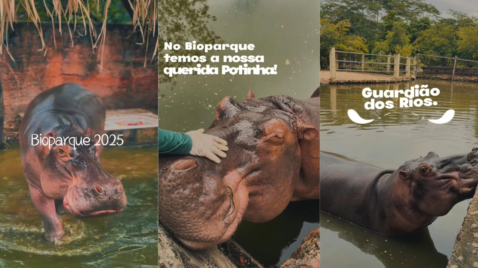 Hipopótamo-fêmea Potinha morre aos 35 anos no Bioparque Zoobotânico de Teresina