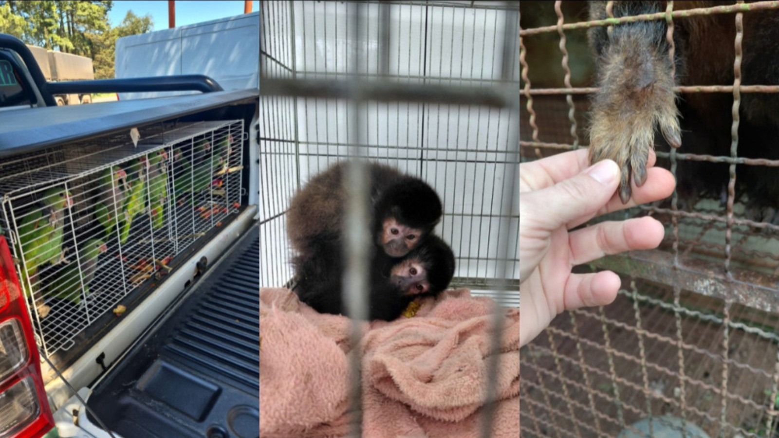 Mais de 170 animais são encontrados em situação de maus-tratos no Oeste de SC; VÍDEO
