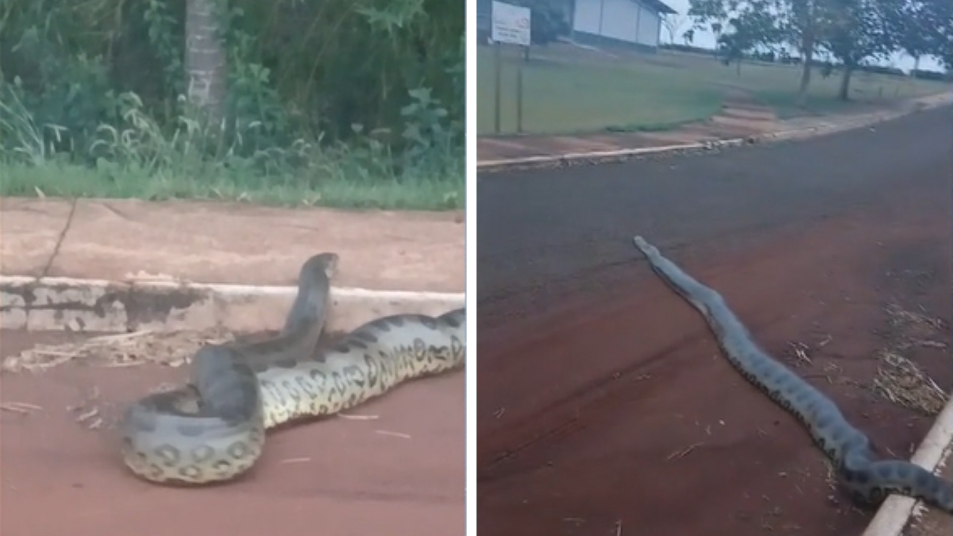 Sucuri de mais de 5 metros surpreende moradores em parque; vídeo