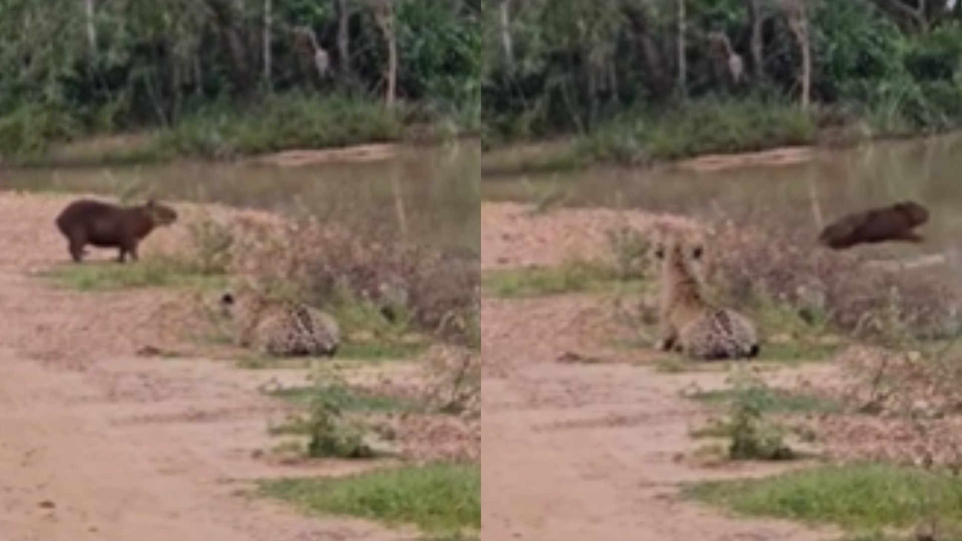 Capivara late? Som é alerta vital para o maior roedor do mundo contra onças no Pantanal; vídeo