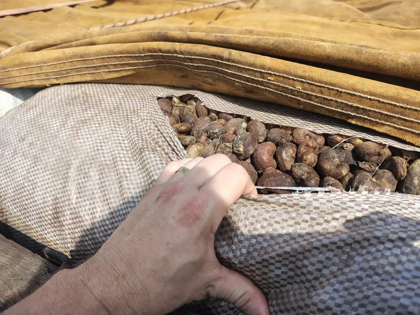 Mais de 30 toneladas de castanha de caju são apreendidas no Pará