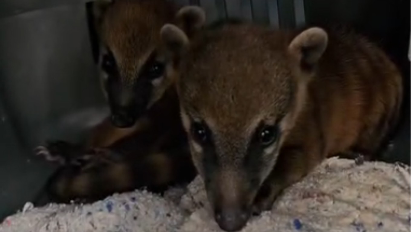 Dois filhotes de quatis são resgatados em Bonito