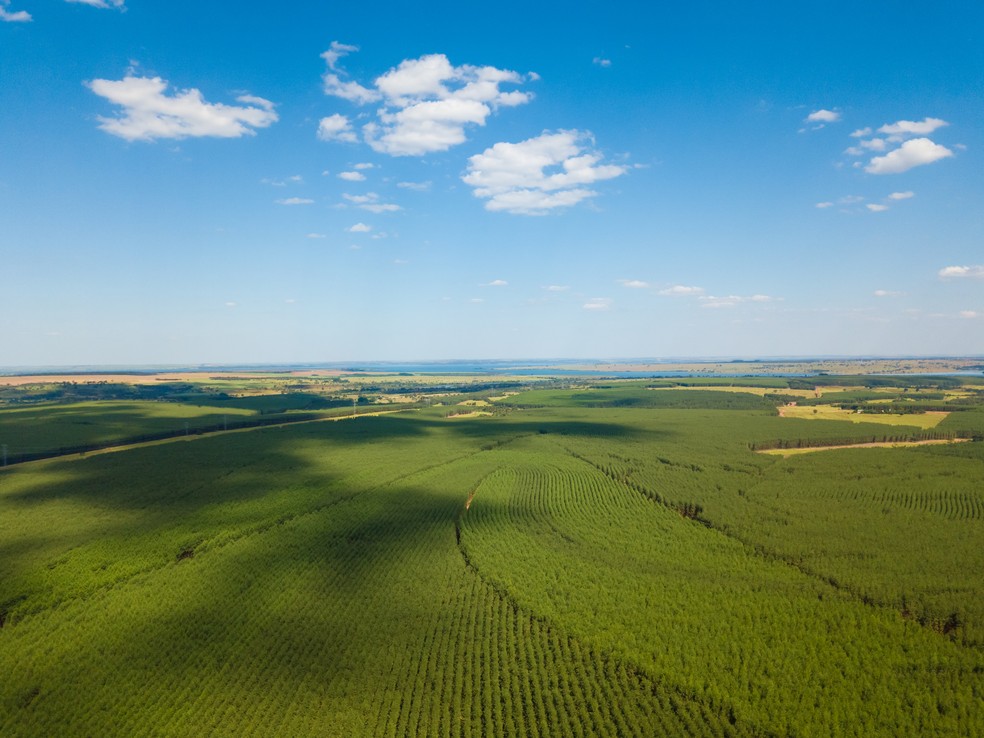 Floresta de eucalipto gera energia de forma sustentável — Foto: Eldorado Brasil/ Reprodução