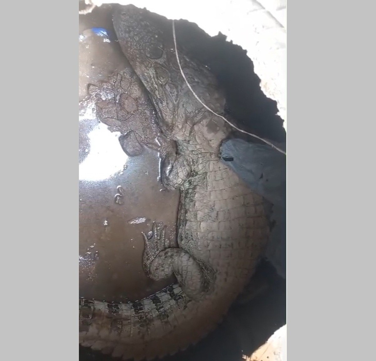 Jacaré é encontrado dentro de rede de esgoto em Saquarema