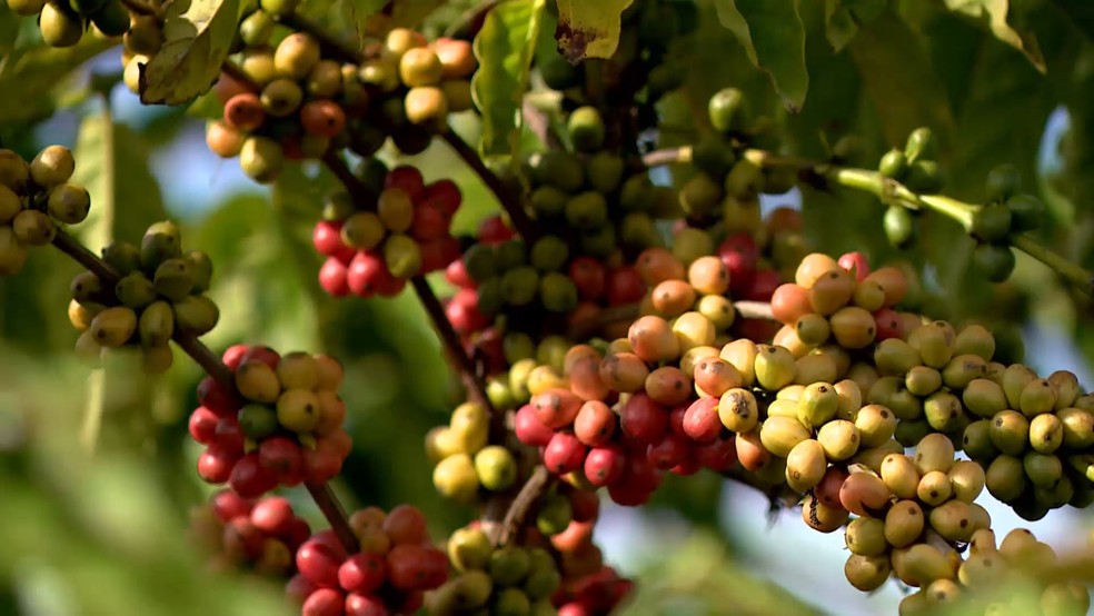 Grãos de café conilon, Espírito Santo — Foto: Reprodução/TV Gazeta