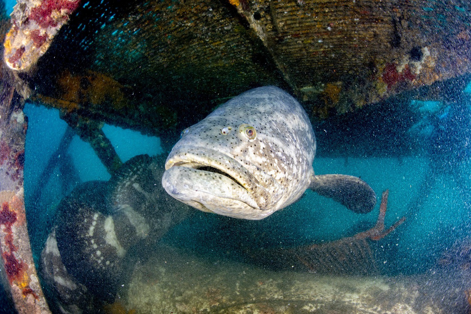 How fish hydrate: marine bony fish drink water, while others absorb it ...