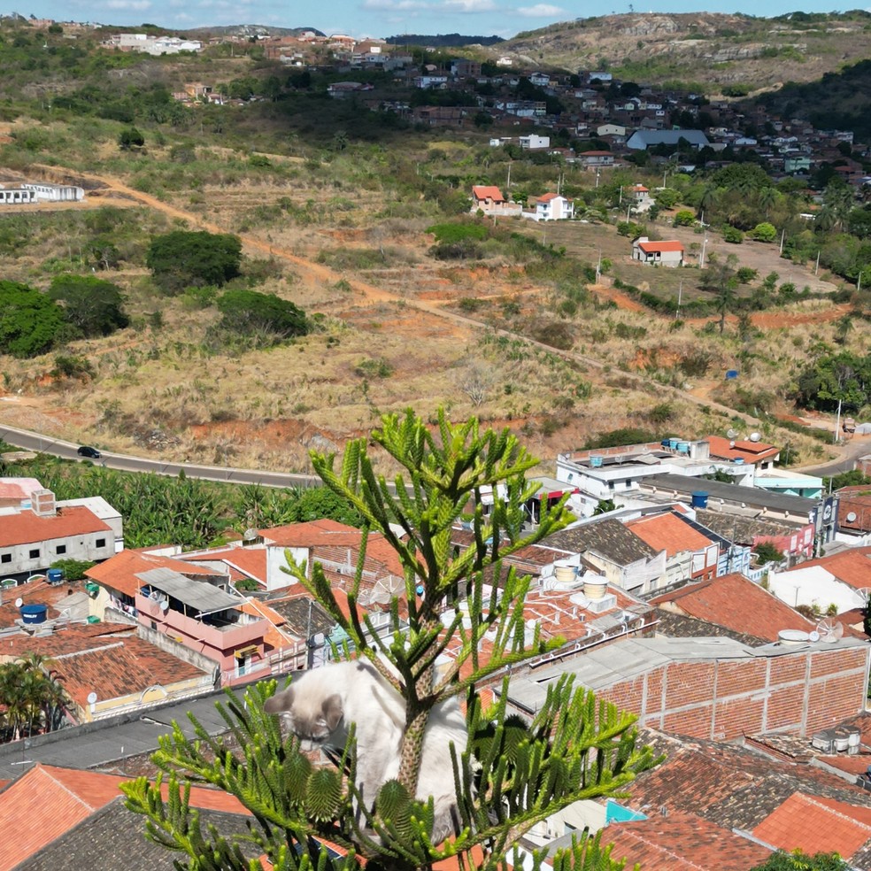 Gato cai de árvore após bombeiros utilizarem jato de água para resgatar animal — Foto: Maycon Jonathan