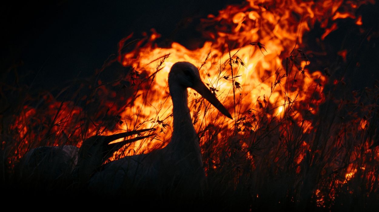Guerra entre Irã, EUA e Israel ameaça rota de 500 milhões de aves migratórias; veja