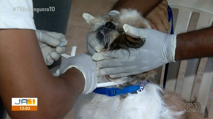 Ação de encoleiramento de cães contra o calazar é realizada neste sábado (13)