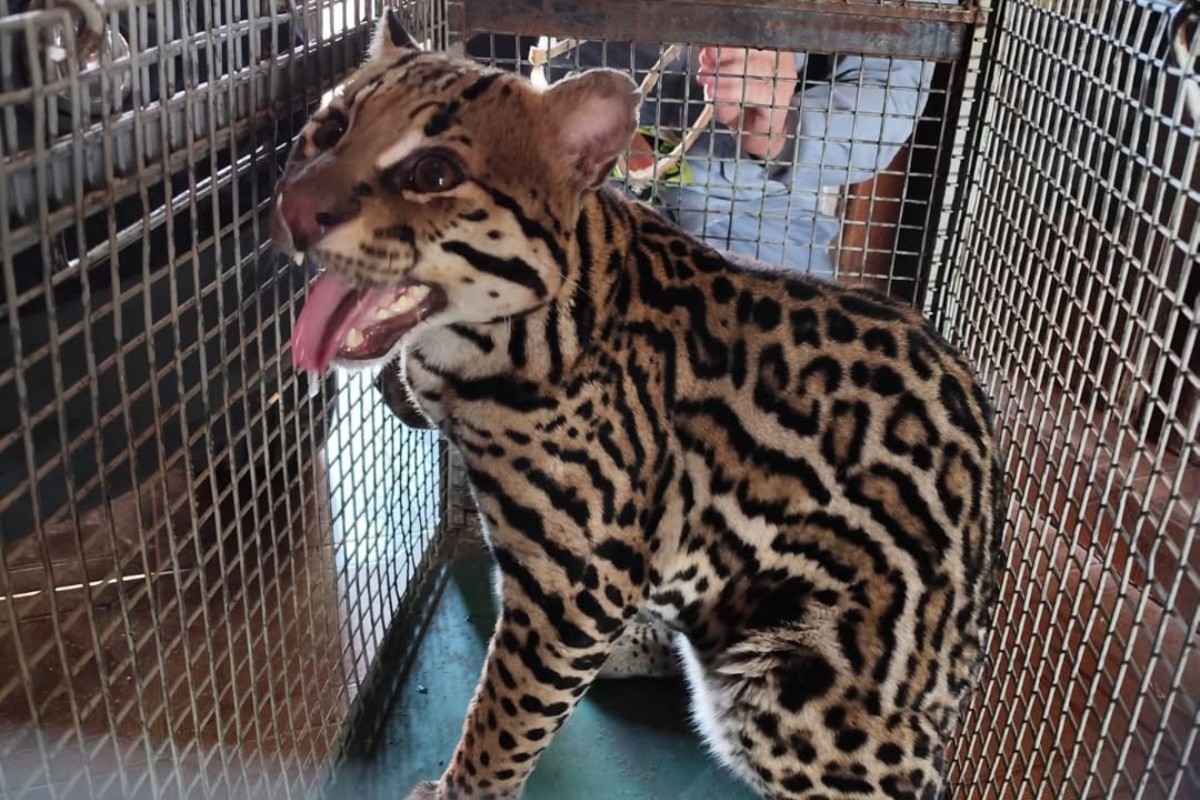 Jaguatirica invade residência, é resgatada e solta em parque estadual no interior de SP; vídeo
