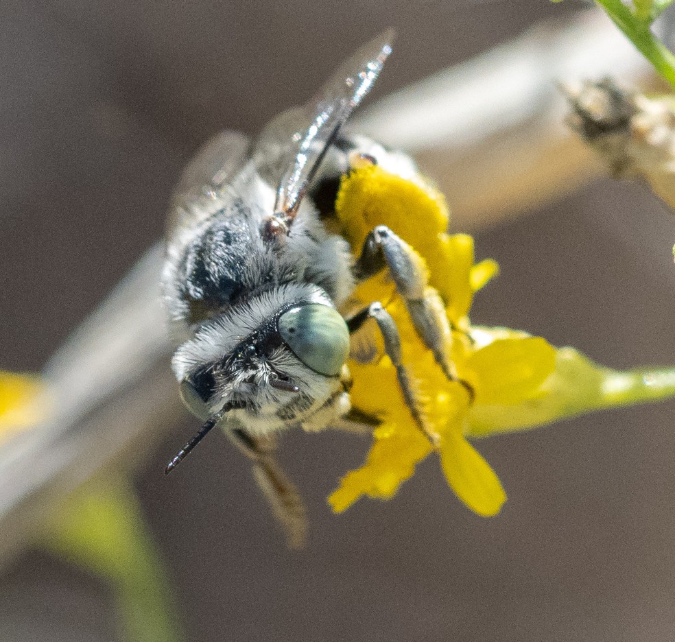 As abelhas são responsáveis pela reprodução da maior parte das espécies de plantas que necessitam desses agentes polinizadores — Foto: Craig Chaddock/iNaturalist